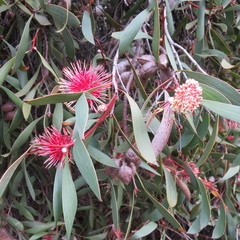 Hakea laurina