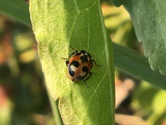 Hippodamia parenthesis