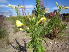 Oenothera rubricaulis
