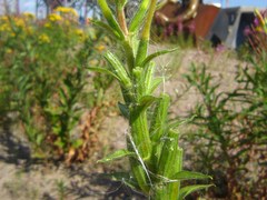 Oenothera rubricaulis