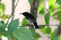 Myzomela jugularis