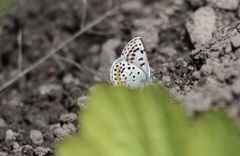 Euphilotes heracleoides