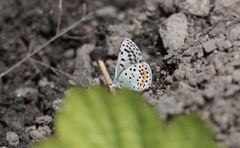 Euphilotes heracleoides