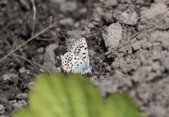 Euphilotes heracleoides