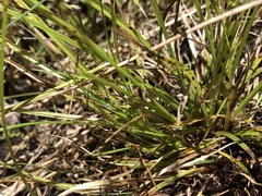 Carex timida