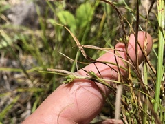 Carex timida