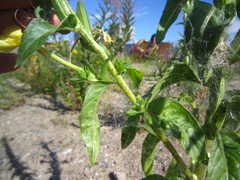 Oenothera rubricaulis