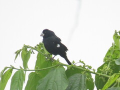 Sporophila crassirostris