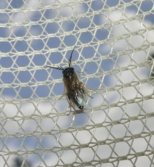 Cladius pectinicornis