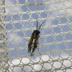 Cladius pectinicornis