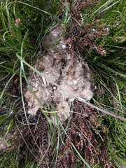 Canis lupus italicus