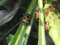 Hippodamia parenthesis