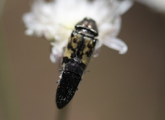 Acmaeodera dolorosa