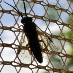 Cladius pectinicornis