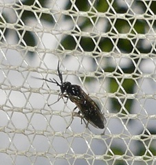 Cladius pectinicornis