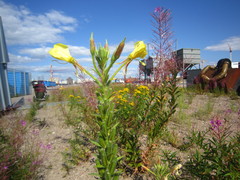 Oenothera rubricaulis