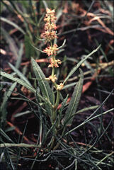 Rumex bidens