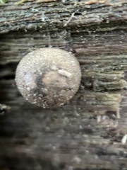 Lycogala exiguum