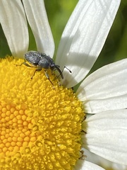 Odontocorynus salebrosus
