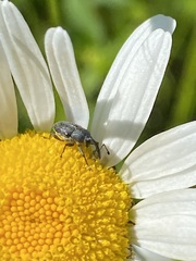 Odontocorynus salebrosus