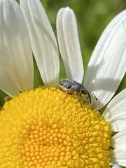 Odontocorynus salebrosus