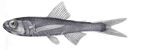 Dogtooth Lanternfish