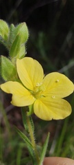 Ludwigia hirtella