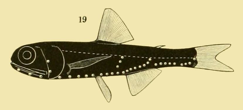 Warming's Lantern Fish