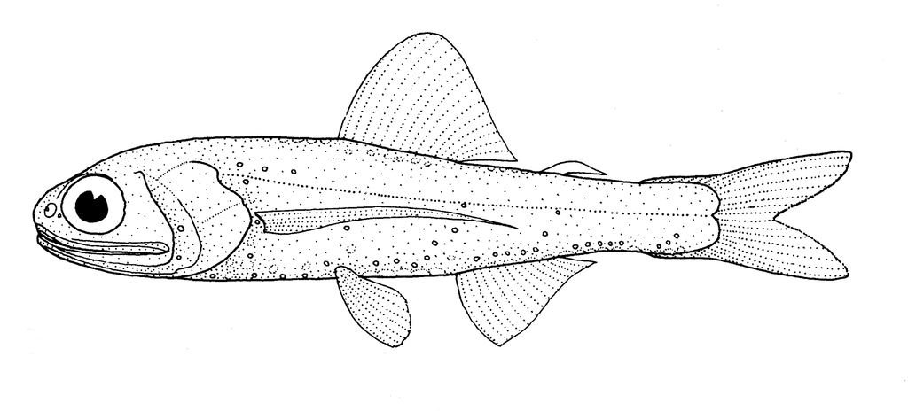 Warming's lantern fish