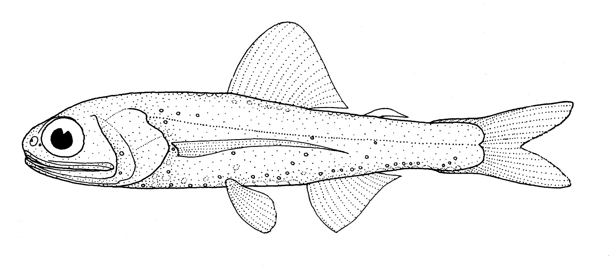 Warming’s lanternfish