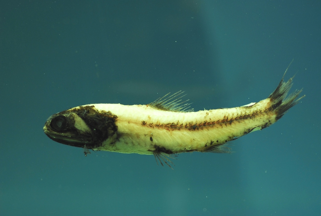 Luminous Lanternfish