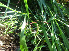 Persicaria minor