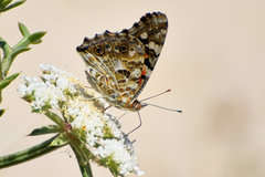 Vanessa cardui