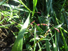Persicaria minor
