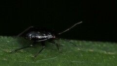 Slaterocoris