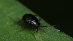 Slaterocoris