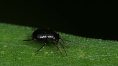 Slaterocoris