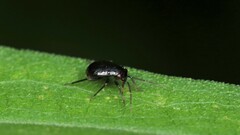 Slaterocoris
