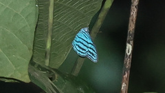 Cepheuptychia cephus