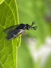 Diprioninae