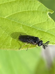Diprioninae