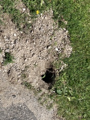 Chrysemys picta marginata