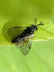 Diprioninae