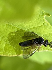 Diprioninae