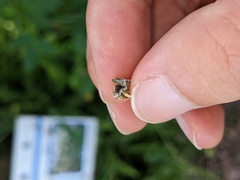 Striglocyrbasia meguae