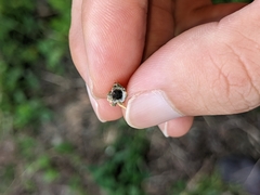 Striglocyrbasia meguae