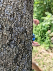 Striglocyrbasia meguae