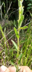 Ludwigia hirtella