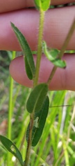 Ludwigia hirtella