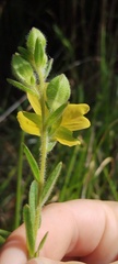 Ludwigia hirtella